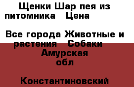 Щенки Шар пея из питомника › Цена ­ 25 000 - Все города Животные и растения » Собаки   . Амурская обл.,Константиновский р-н